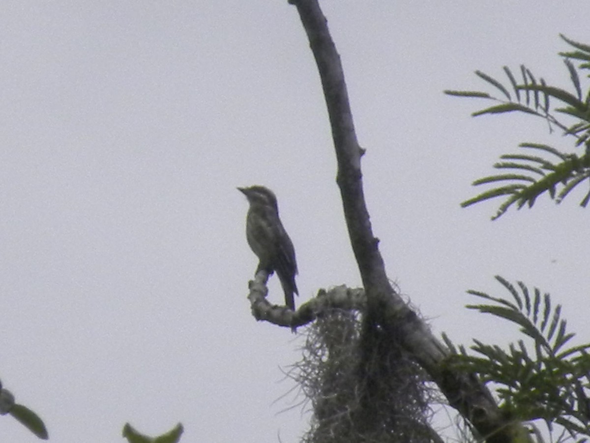 Variegated Flycatcher - ML639651729