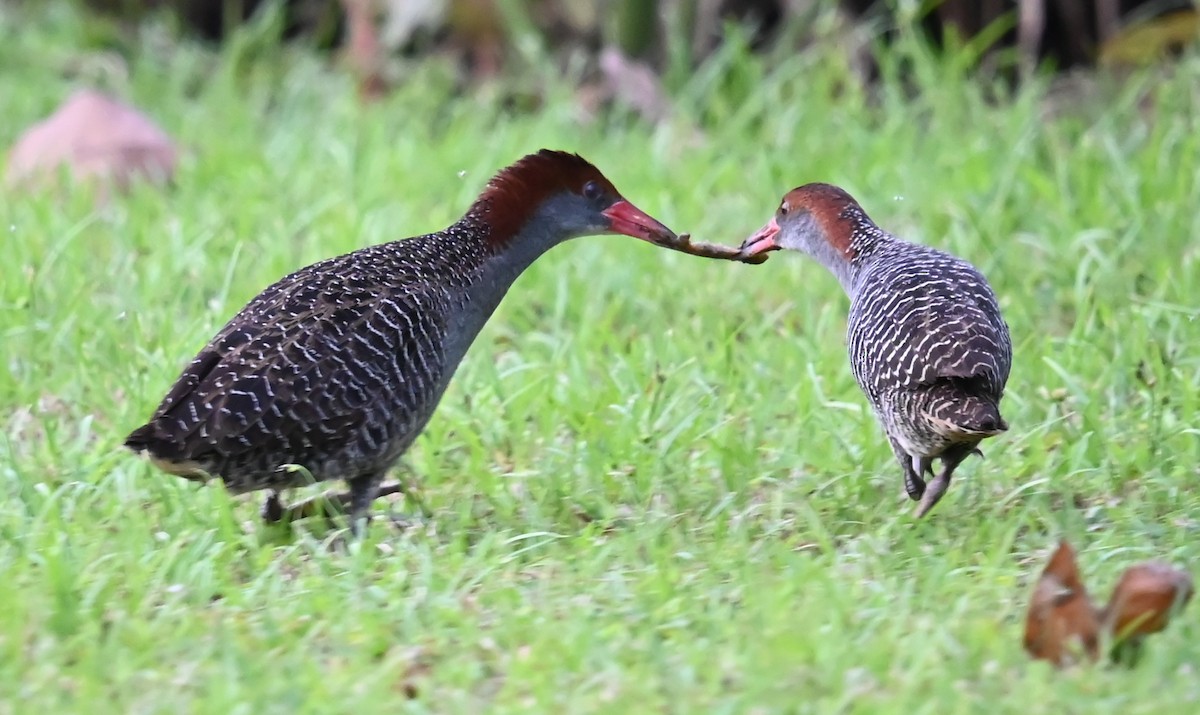 Slaty-breasted Rail - ML639651754