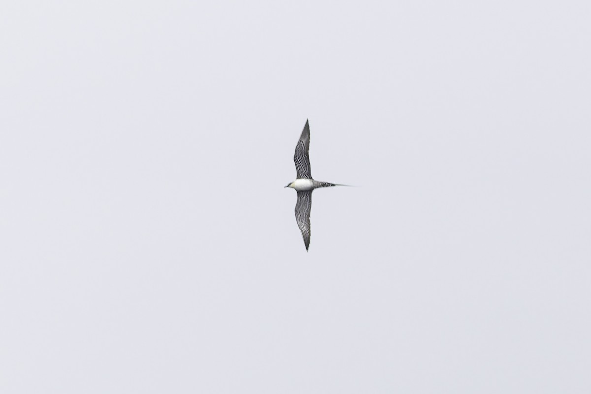 Long-tailed Jaeger - ML639651859