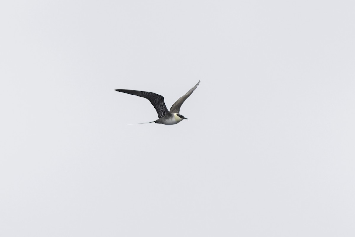 Long-tailed Jaeger - ML639651860