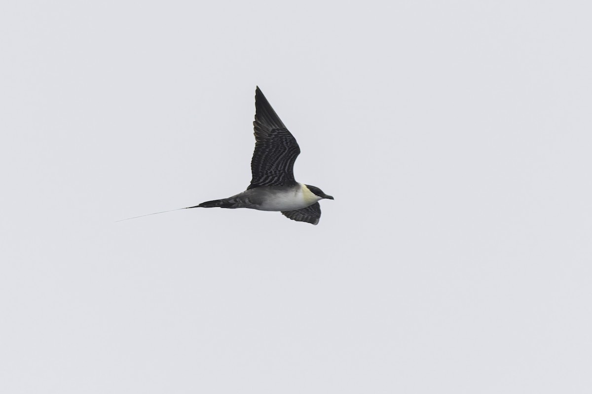 Long-tailed Jaeger - ML639651861