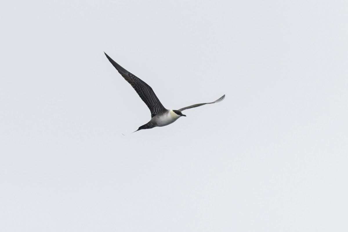 Long-tailed Jaeger - ML639651862