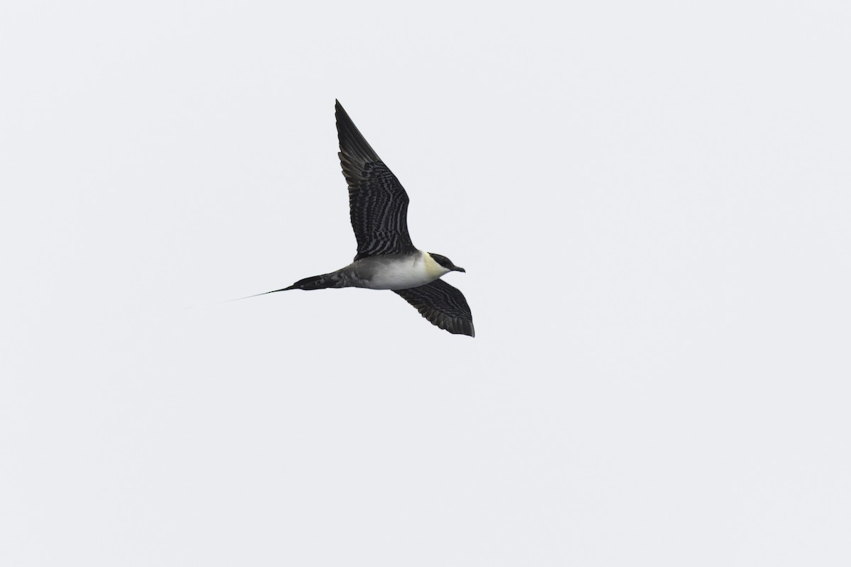 Long-tailed Jaeger - ML639651864
