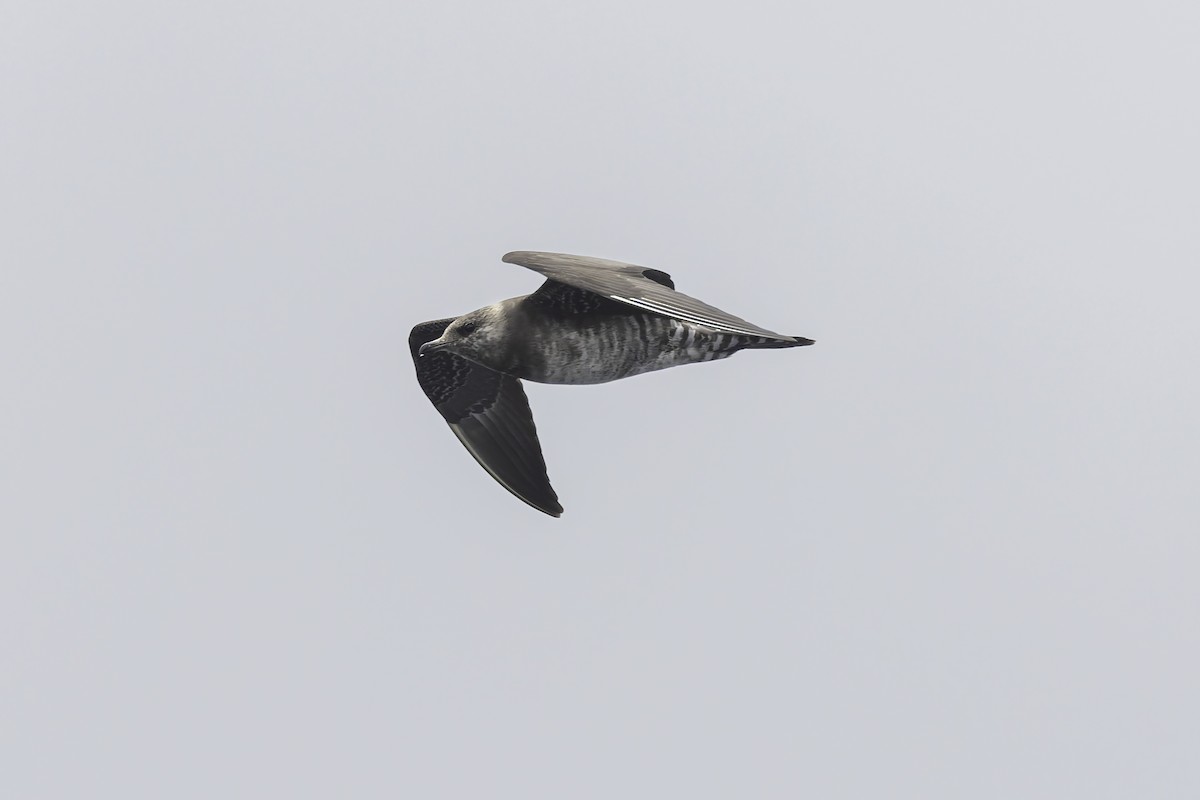 Long-tailed Jaeger - ML639651865