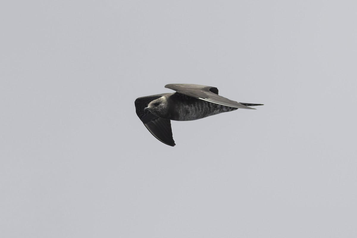 Long-tailed Jaeger - ML639651866