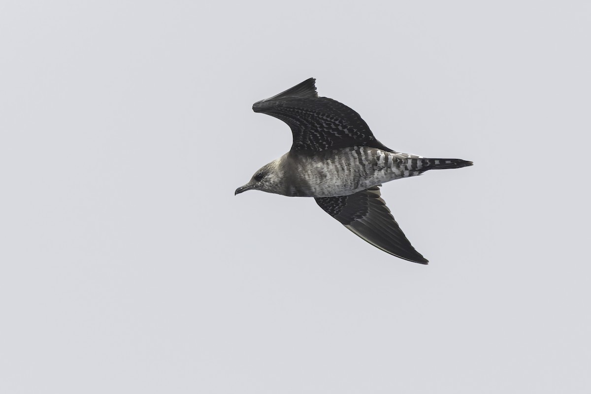 Long-tailed Jaeger - ML639651867