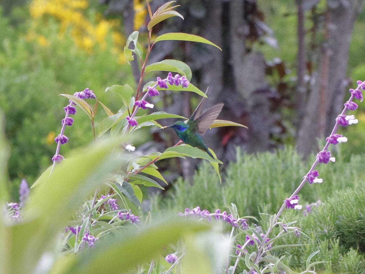 Mexican Violetear - ML639651887