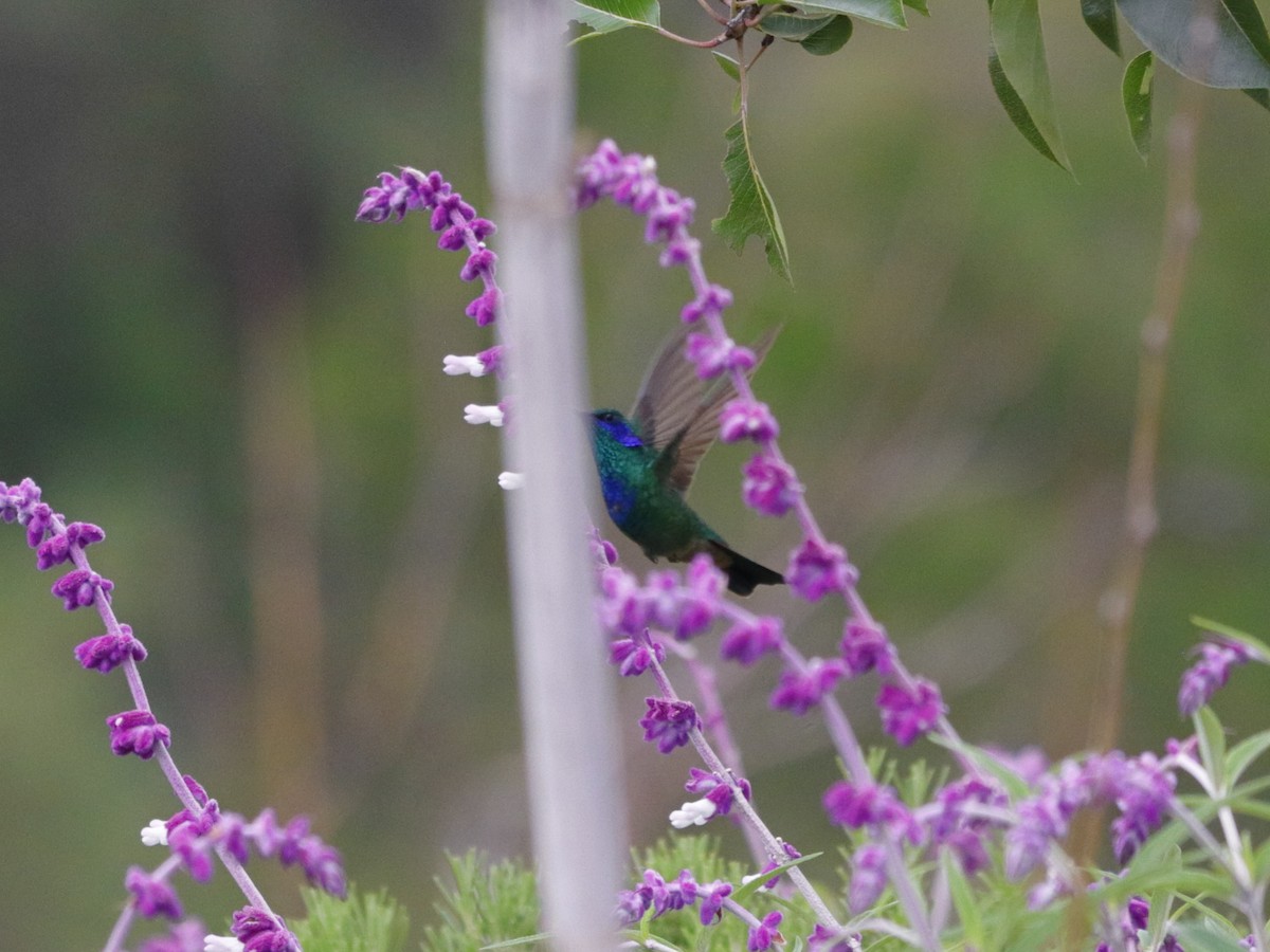 Mexican Violetear - ML639651893