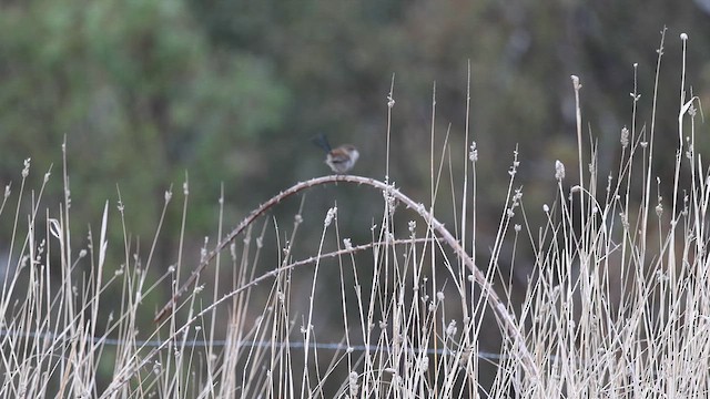 Superb Fairywren - ML639651897