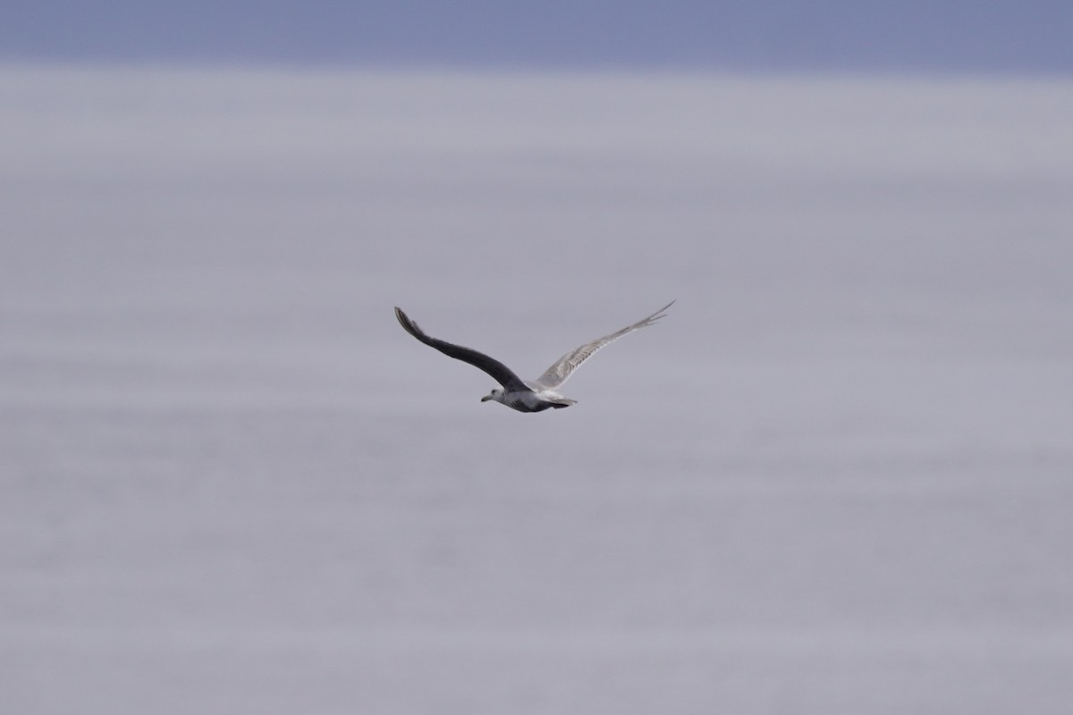 Glaucous-winged Gull - ML639651930