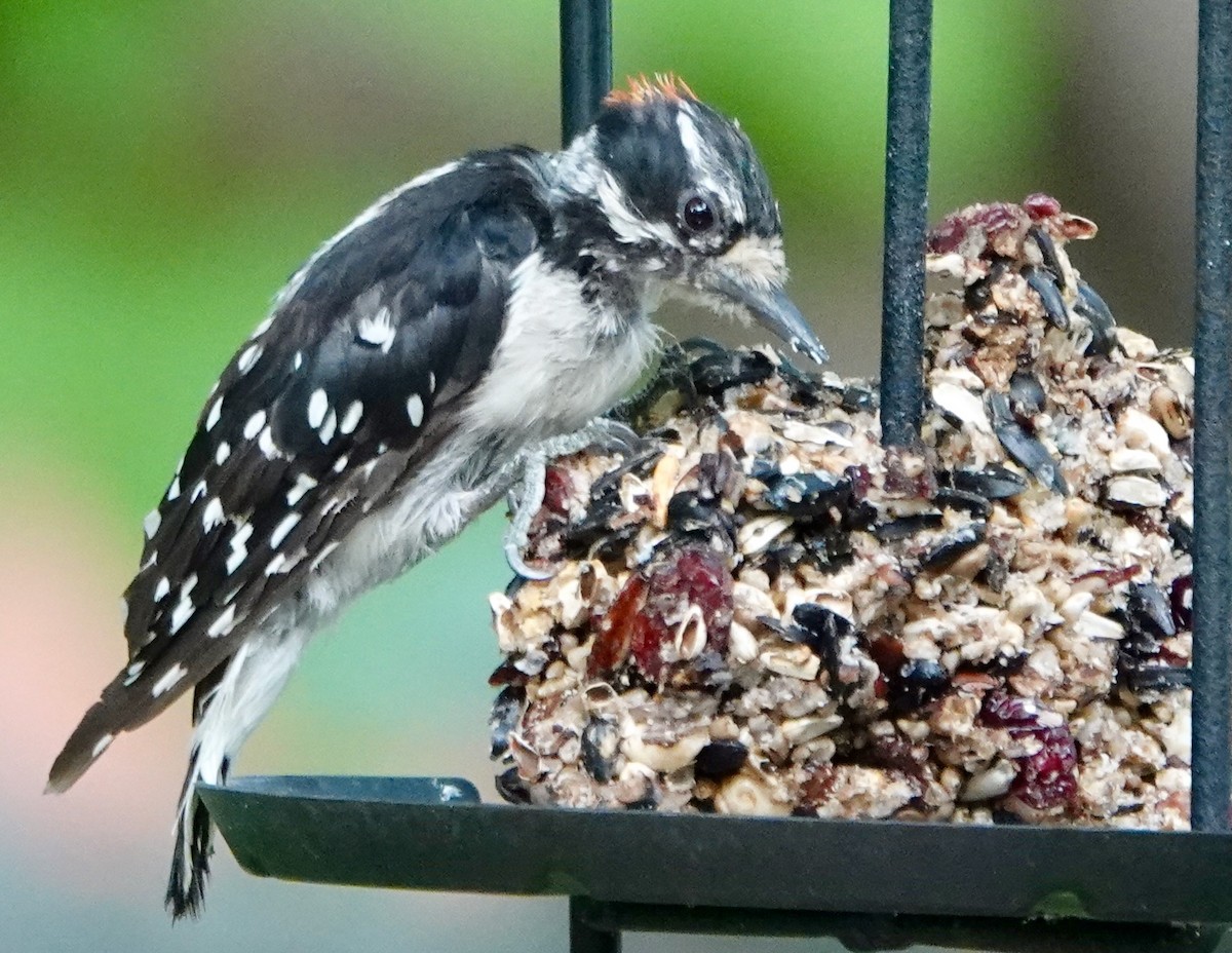 Downy Woodpecker - ML639651986
