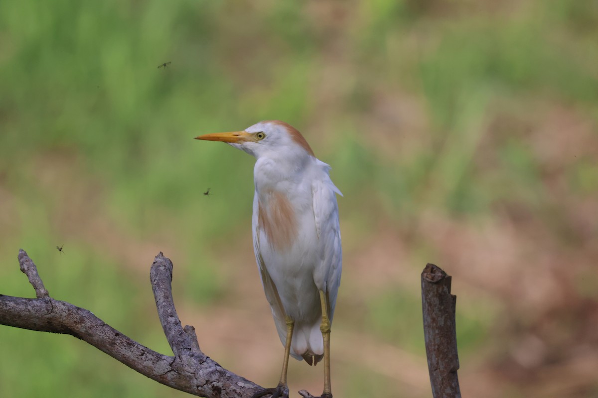 Western Cattle-Egret - ML639651991