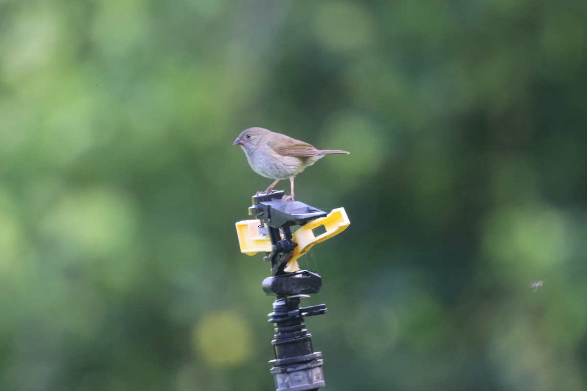 Black-faced Grassquit - ML639652004