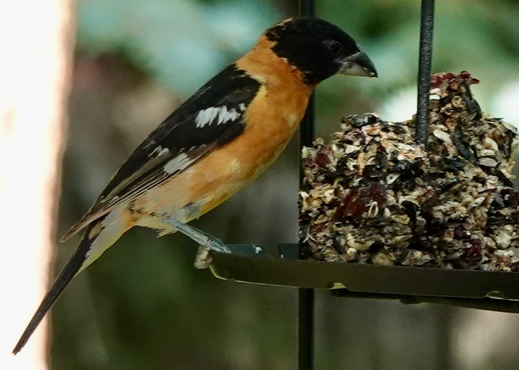 Black-headed Grosbeak - ML639652022