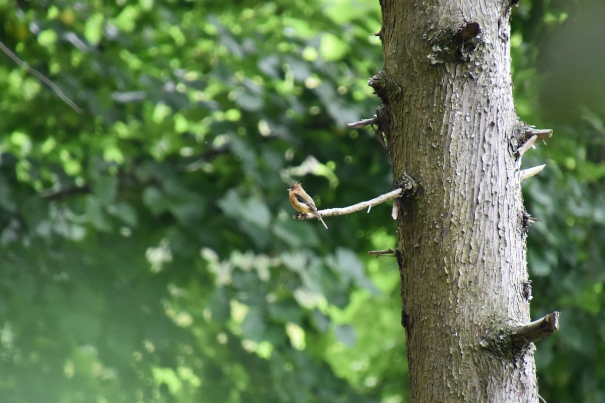 Tufted Flycatcher (Mexican) - ML639652034