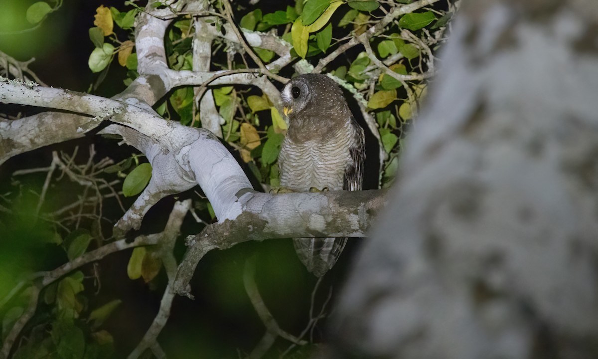 African Wood-Owl - ML639652046