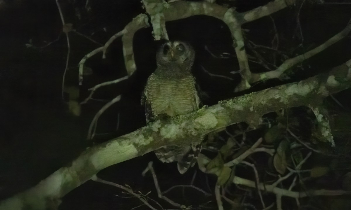 African Wood-Owl - ML639652047