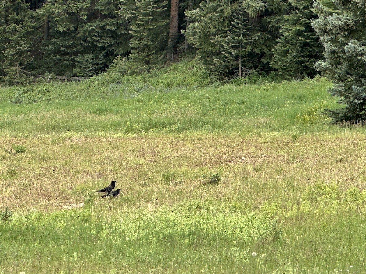 crow/raven sp. - ML639652089