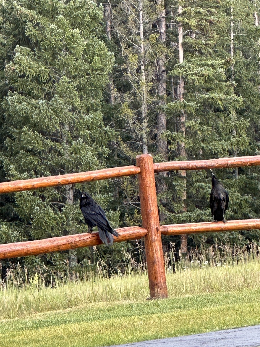 crow/raven sp. - ML639652090