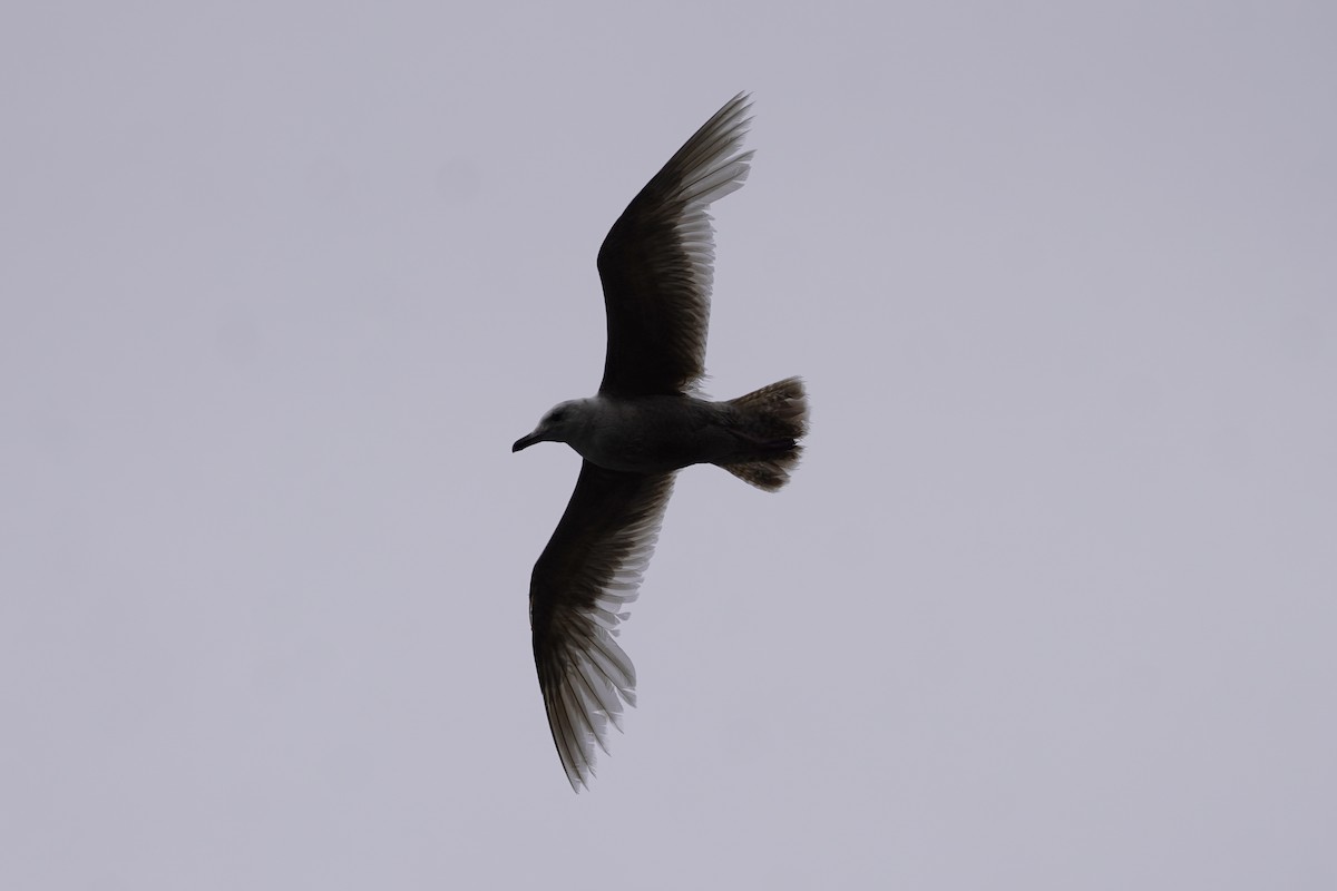 Glaucous-winged Gull - ML639652448