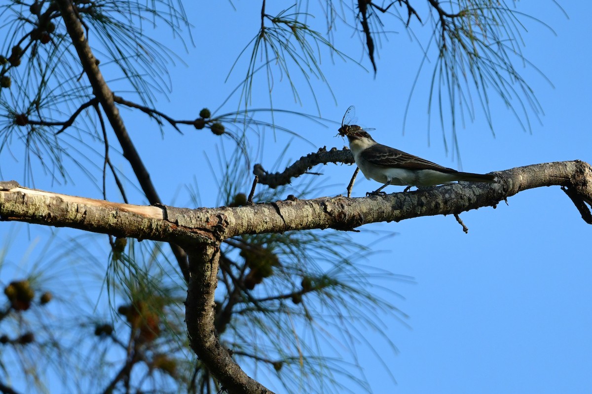 Gray Kingbird - ML639652469