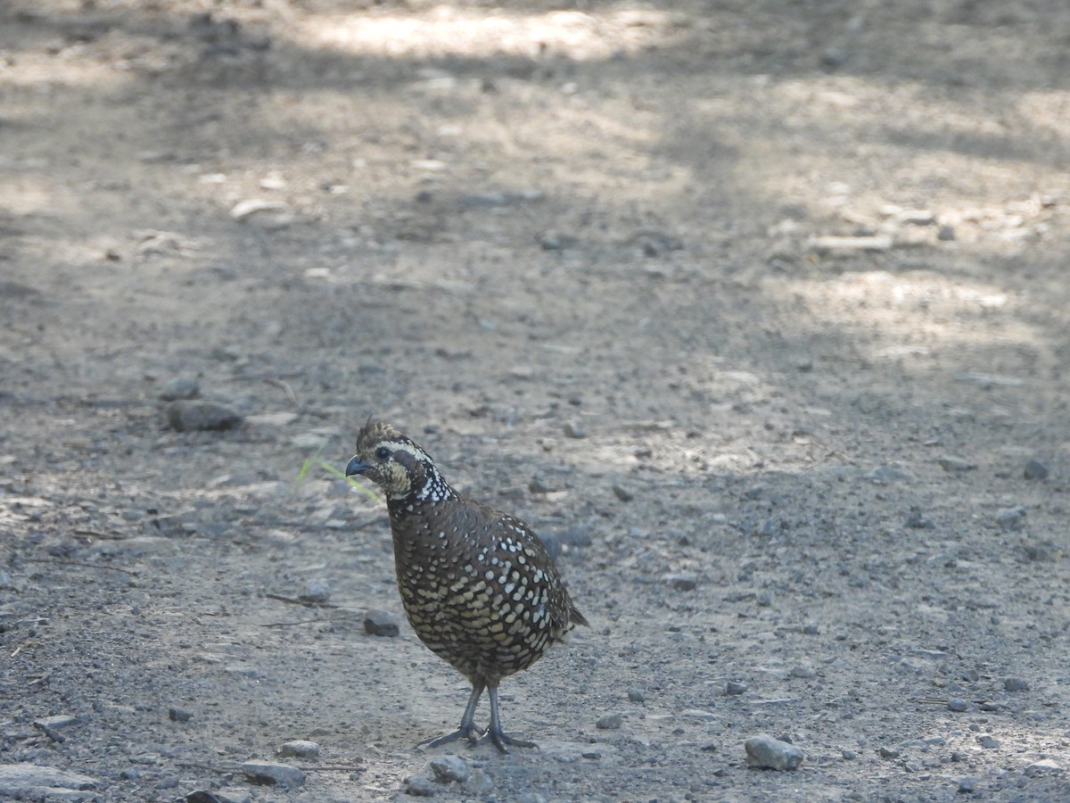 Spot-bellied Bobwhite - ML639652684