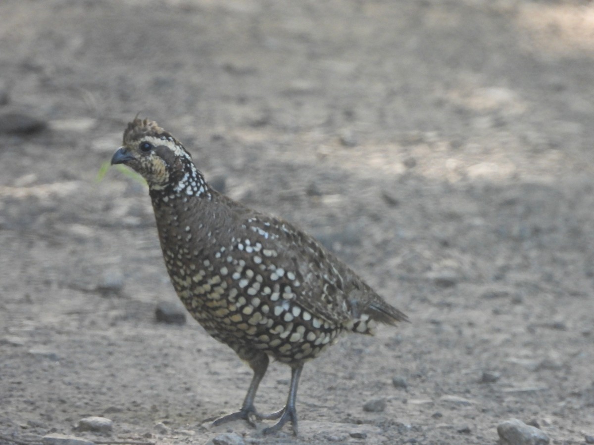 Spot-bellied Bobwhite - ML639652685