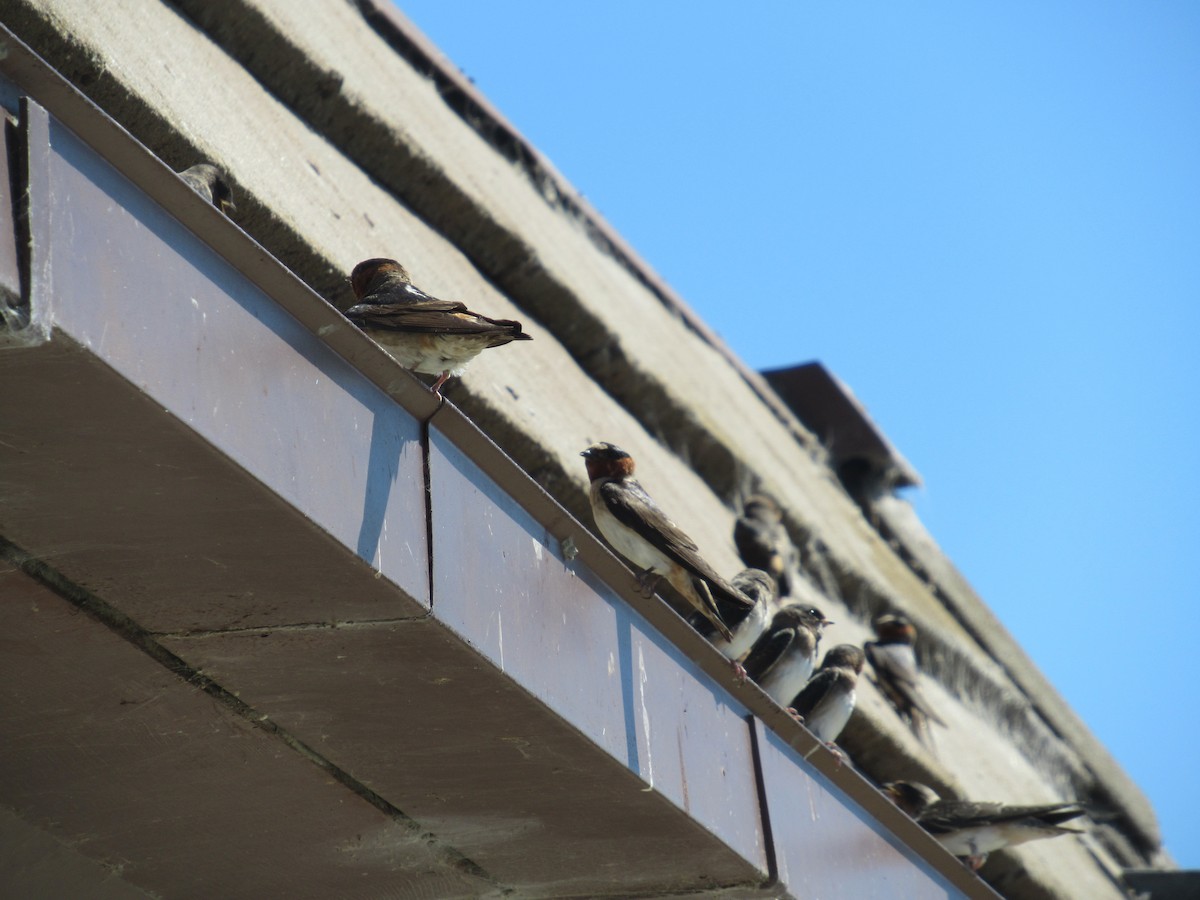 Cliff Swallow - ML639652686