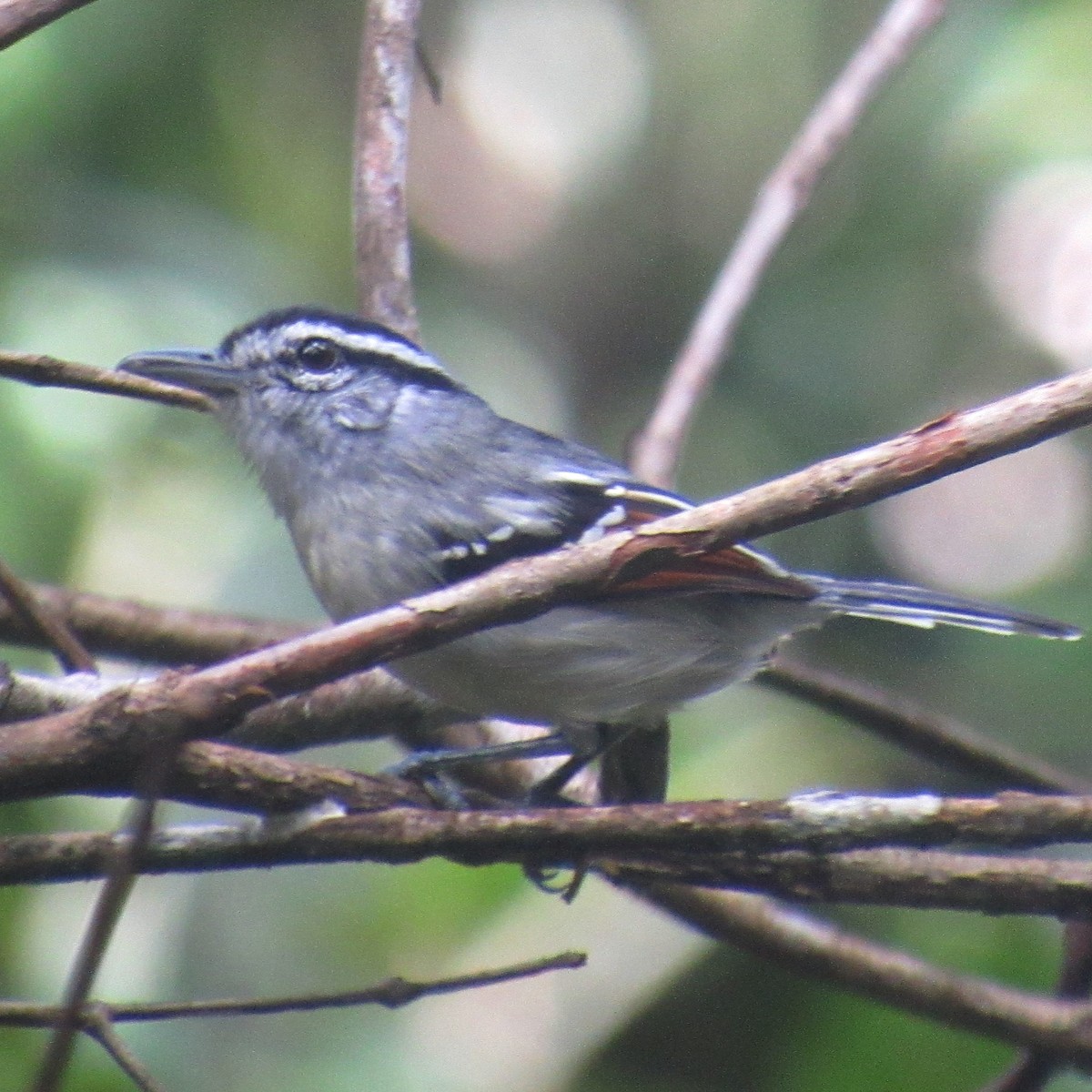 Rusty-winged Antwren - ML639652739