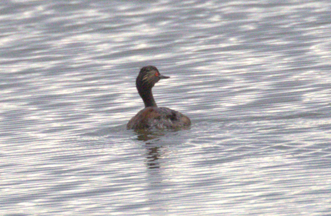 Eared Grebe - ML639652876
