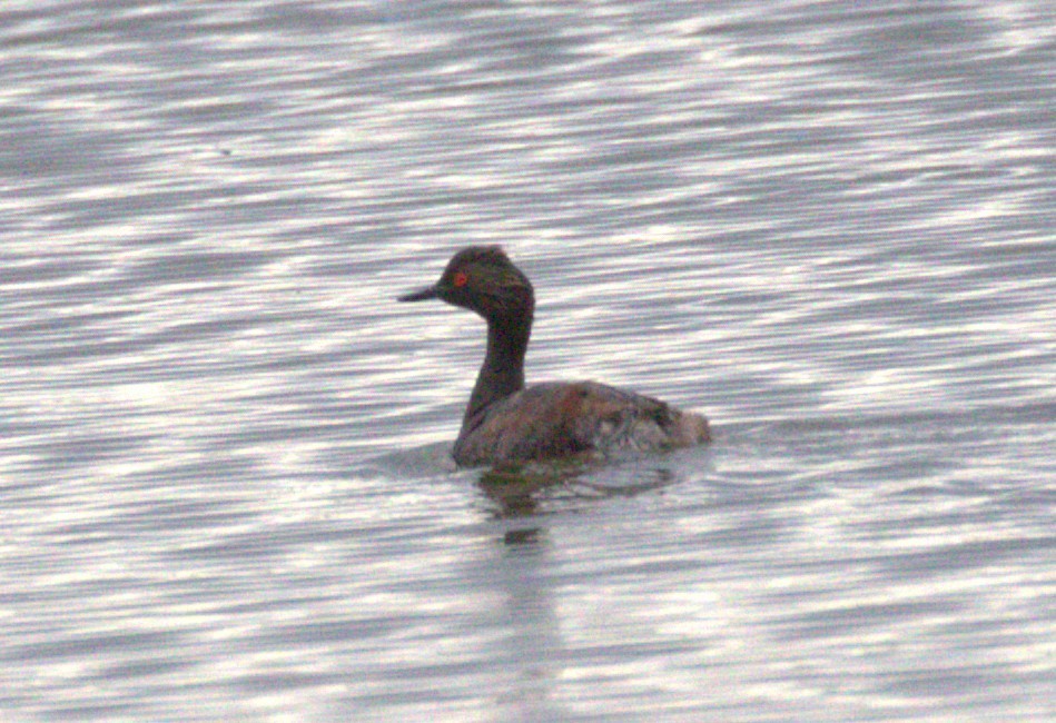 Eared Grebe - ML639652877