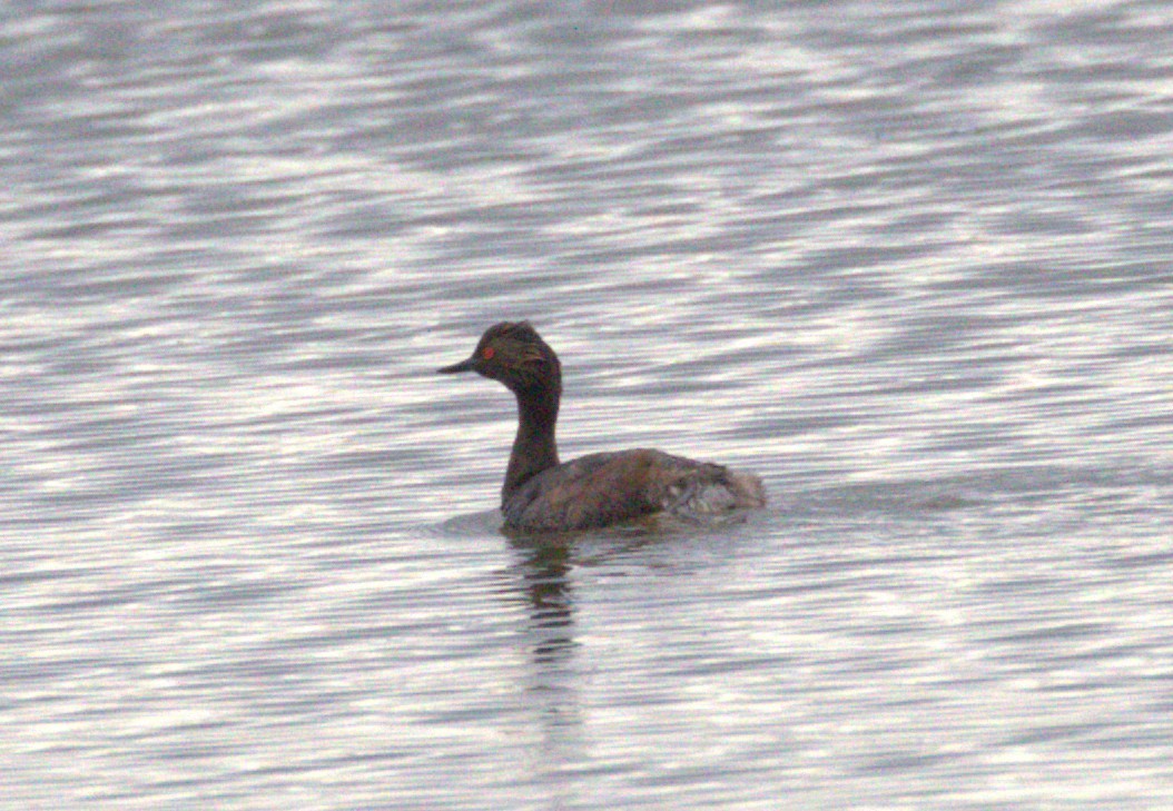 Eared Grebe - ML639652878
