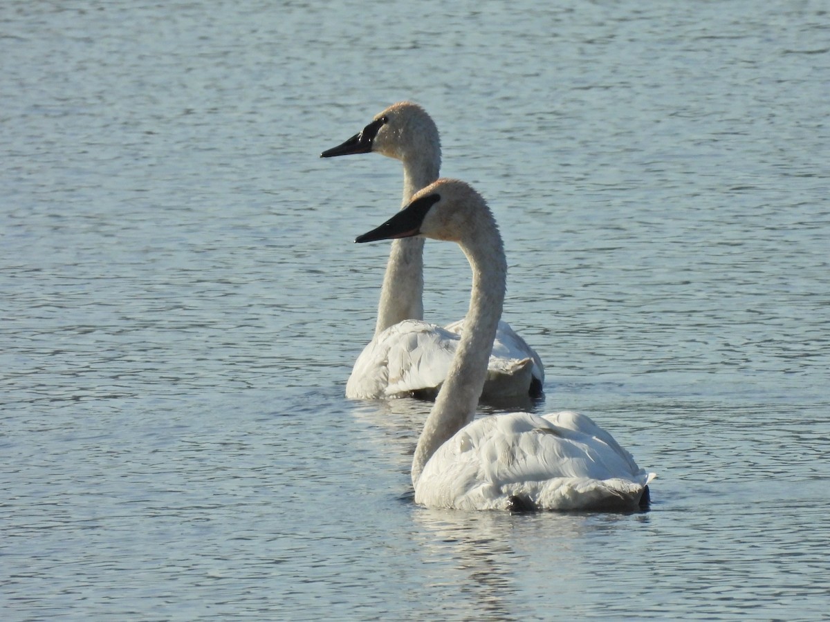 Trumpeter Swan - ML639652952