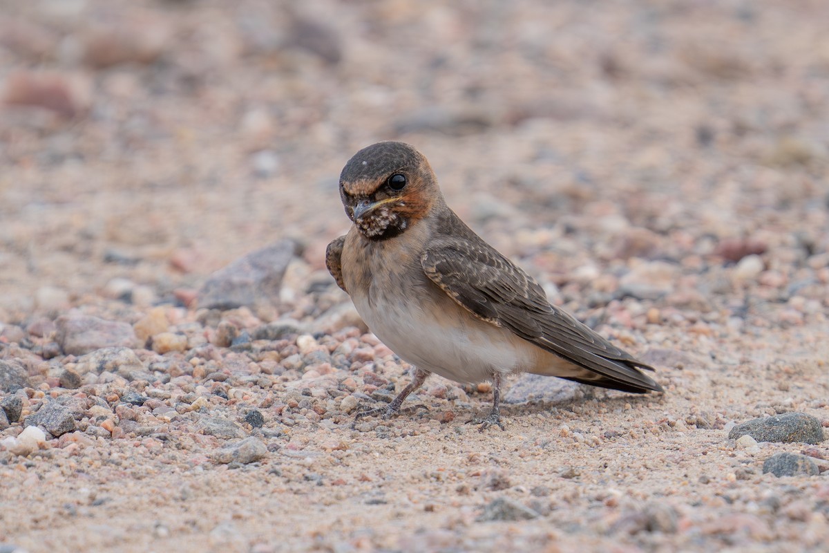 Cliff Swallow - ML639653032