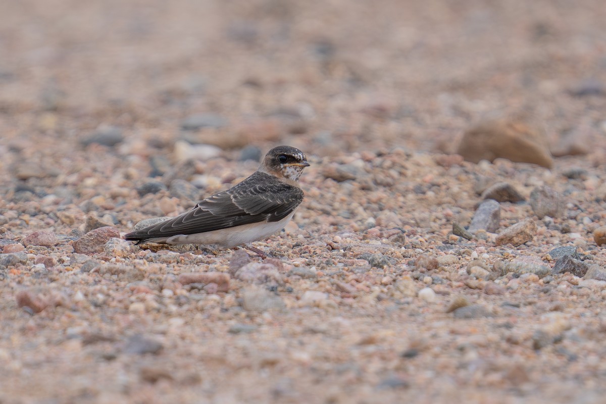 Cliff Swallow - ML639653033