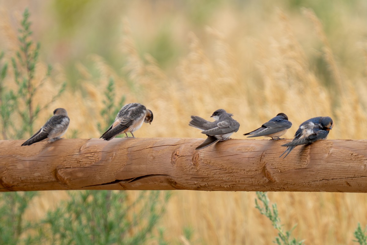 Cliff Swallow - ML639653034