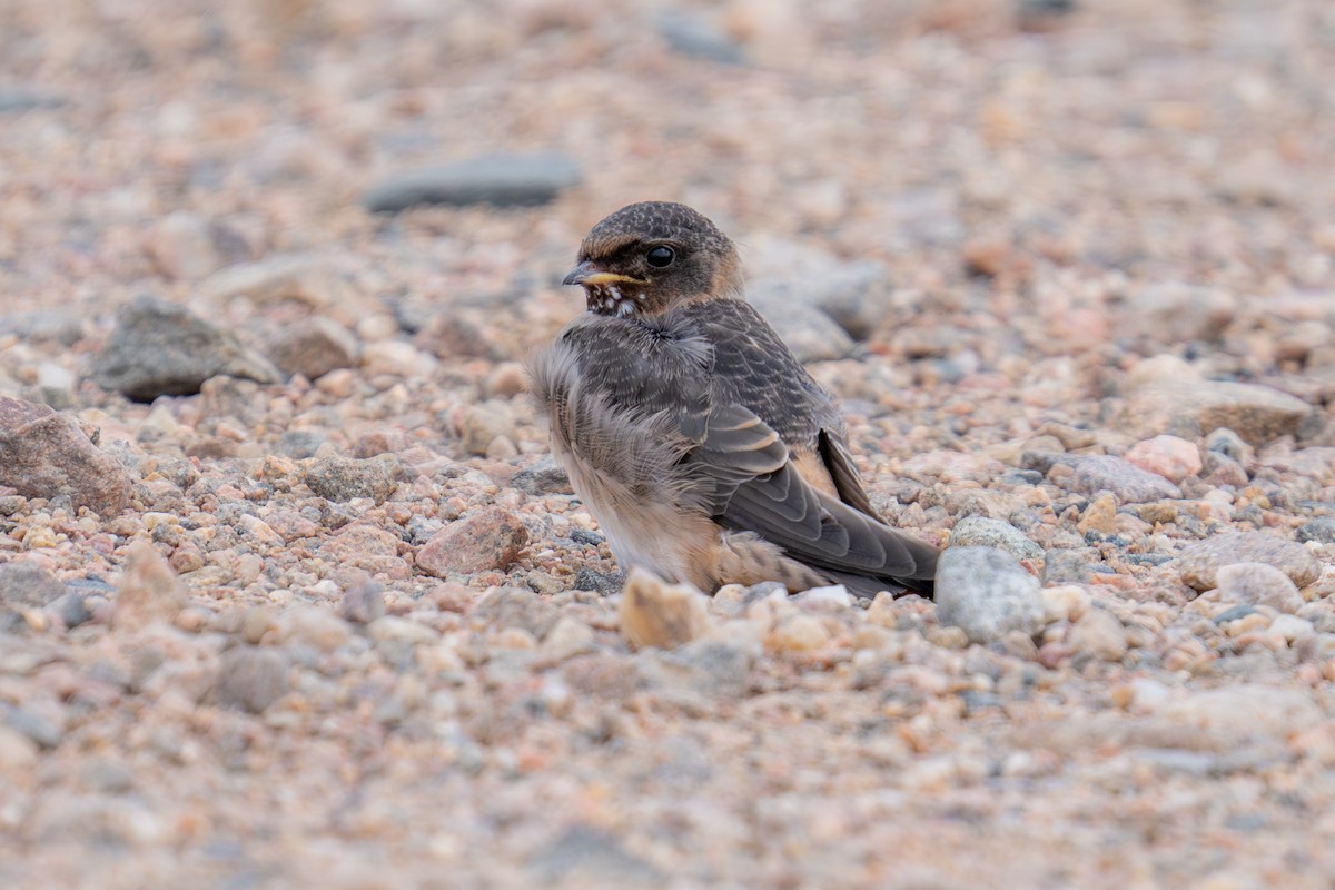 Cliff Swallow - ML639653036