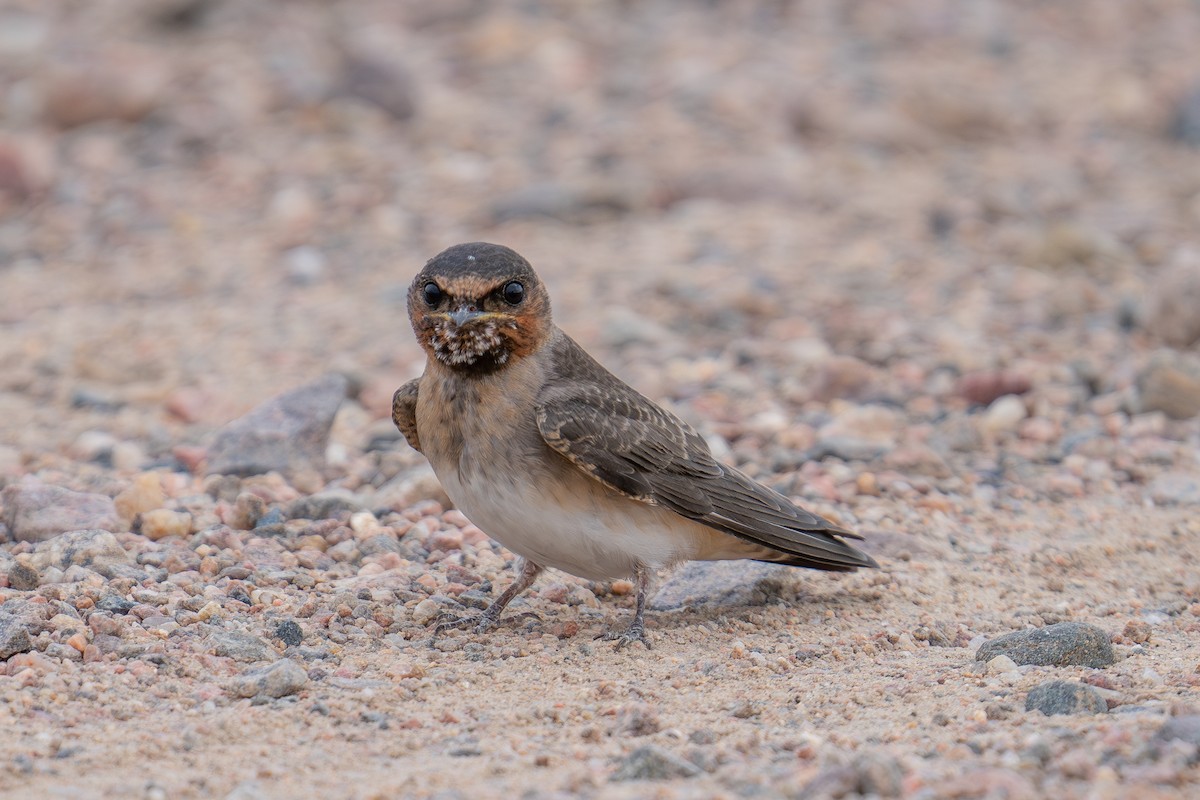 Cliff Swallow - ML639653038
