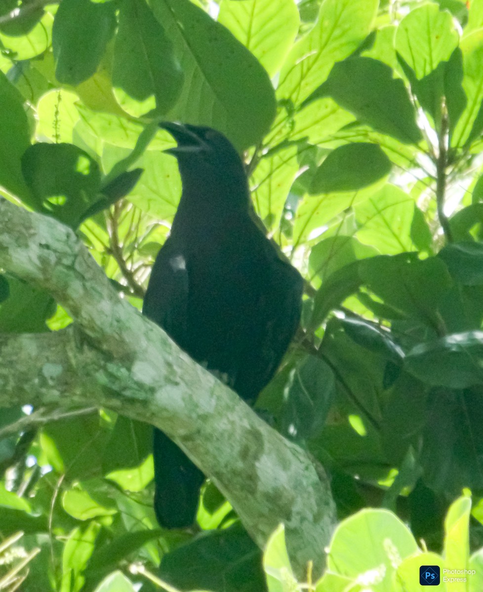 Cuban Crow - ML639653071