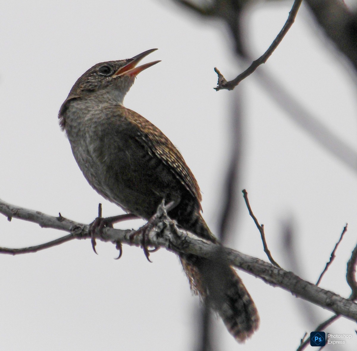 Zapata Wren - ML639653131