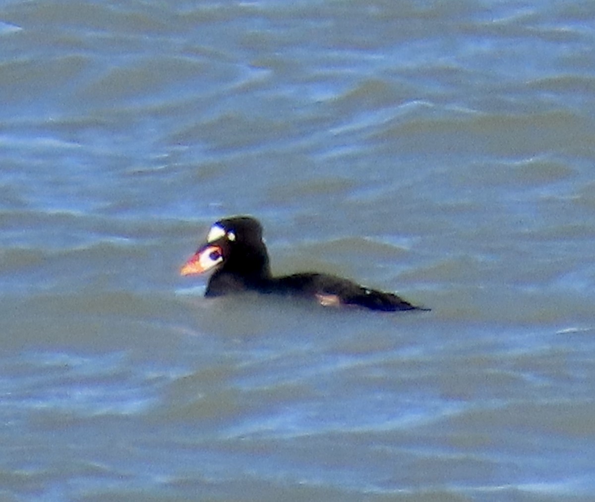 Surf Scoter - ML639653173