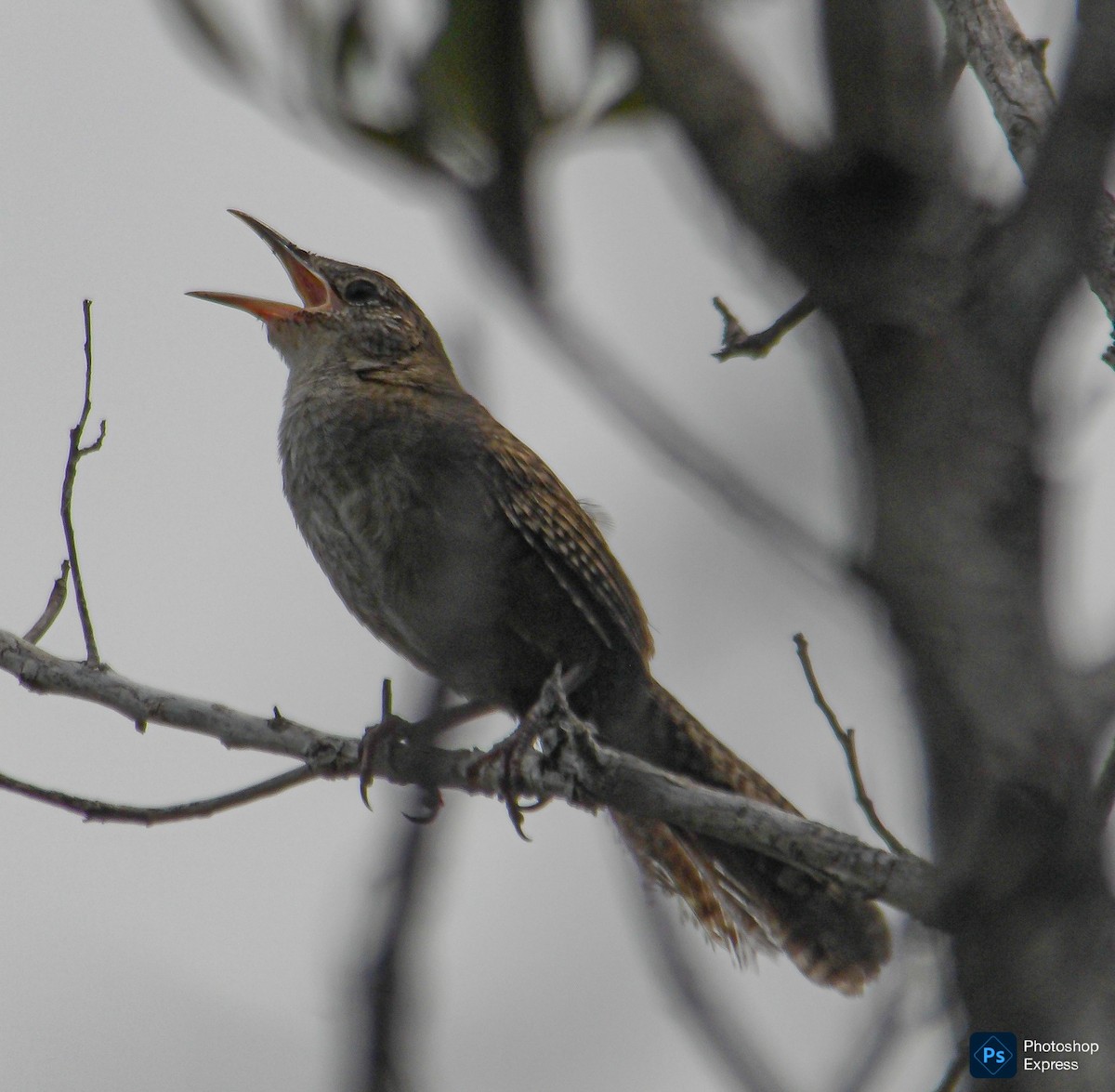 Zapata Wren - ML639653253