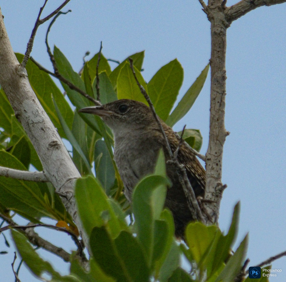 Zapata Wren - ML639653254