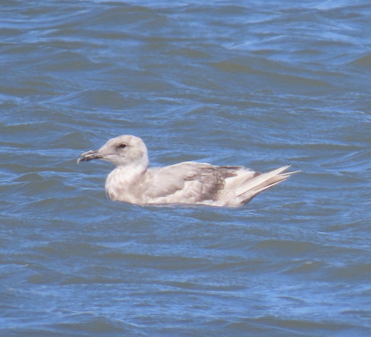Glaucous-winged Gull - ML639653395