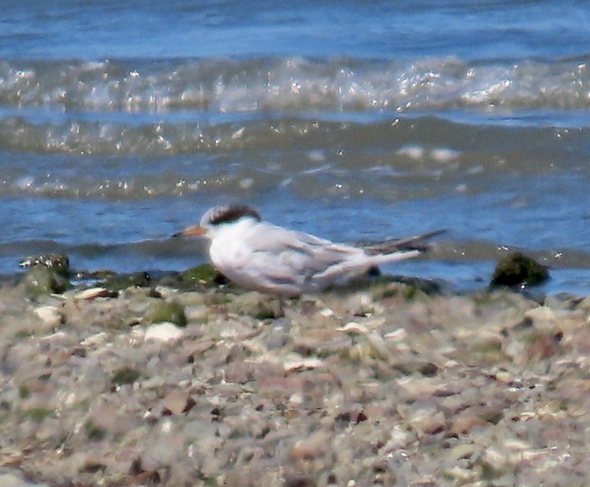 Forster's Tern - ML639653552
