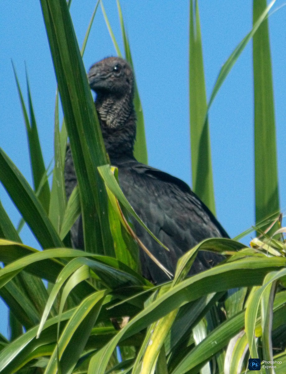 Black Vulture - ML639653559