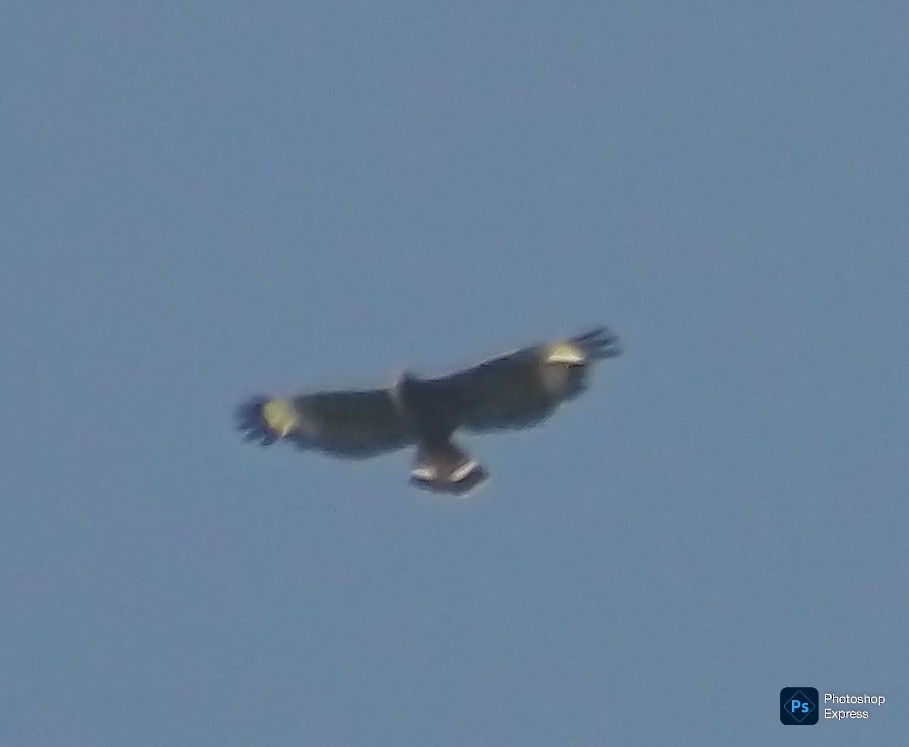 Cuban Black Hawk - ML639653647