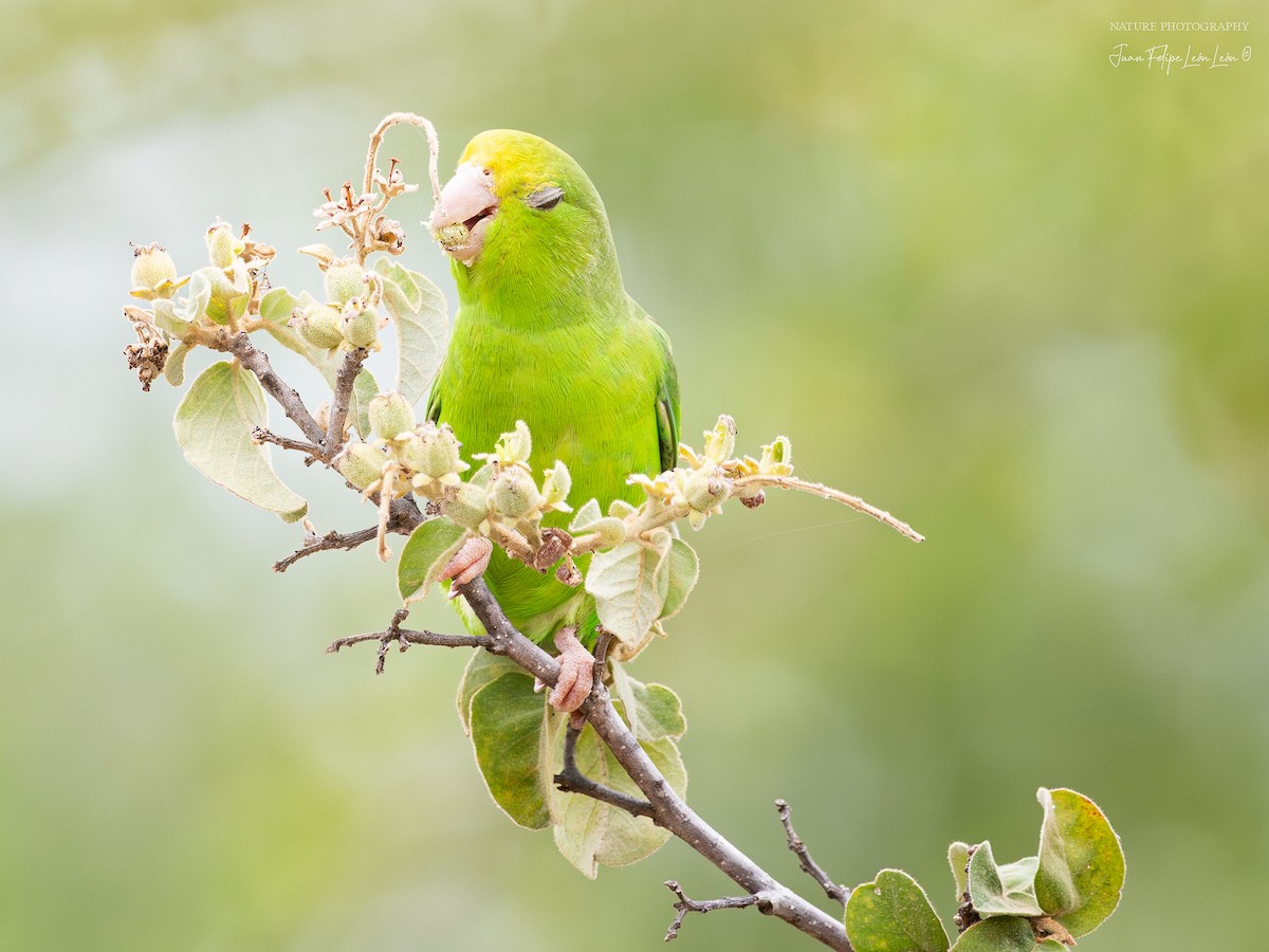Green-rumped Parrotlet - ML639653712