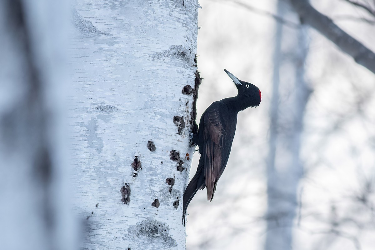 Black Woodpecker - ML639653720