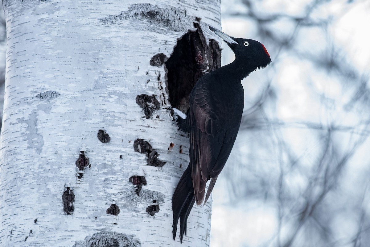 Black Woodpecker - ML639653729